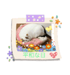 白猫と茶猫の生活（個別スタンプ：16）