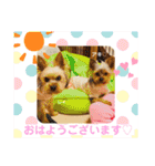 ヨーキーまみれスタンプ②（個別スタンプ：2）