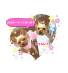 ヨーキーまみれスタンプ②（個別スタンプ：3）