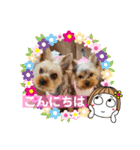 ヨーキーまみれスタンプ②（個別スタンプ：4）