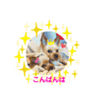 ヨーキーまみれスタンプ②（個別スタンプ：5）