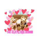 ヨーキーまみれスタンプ②（個別スタンプ：6）