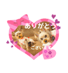 ヨーキーまみれスタンプ②（個別スタンプ：7）