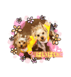 ヨーキーまみれスタンプ②（個別スタンプ：11）