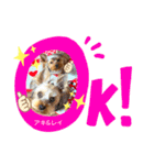 ヨーキーまみれスタンプ②（個別スタンプ：12）