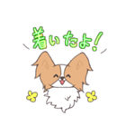 パピヨンの連絡スタンプ（個別スタンプ：1）