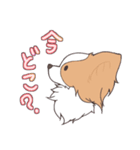 パピヨンの連絡スタンプ（個別スタンプ：2）