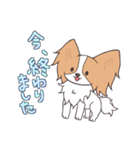 パピヨンの連絡スタンプ（個別スタンプ：3）