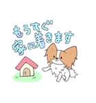 パピヨンの連絡スタンプ（個別スタンプ：6）