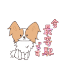 パピヨンの連絡スタンプ（個別スタンプ：8）