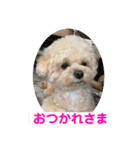 マルプーのモコたん（個別スタンプ：5）