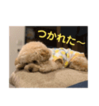 マルプーのモコたん（個別スタンプ：10）