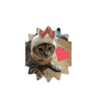 猫猫 スタンプ（個別スタンプ：1）