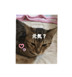 猫猫 スタンプ（個別スタンプ：2）