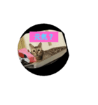 猫猫 スタンプ（個別スタンプ：5）