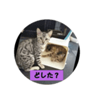 猫猫 スタンプ（個別スタンプ：7）