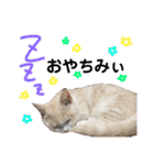 猫のゆきちゃん108（個別スタンプ：1）