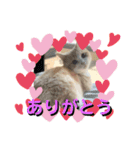 猫のゆきちゃん108（個別スタンプ：2）