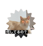 猫のゆきちゃん108（個別スタンプ：3）