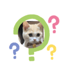 猫のゆきちゃん108（個別スタンプ：4）