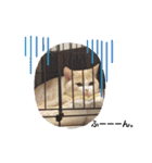 猫のゆきちゃん108（個別スタンプ：5）
