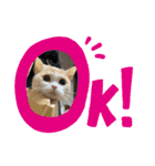 猫のゆきちゃん108（個別スタンプ：6）