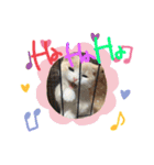 猫のゆきちゃん108（個別スタンプ：7）