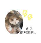猫のゆきちゃん108（個別スタンプ：8）