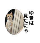猫のゆきちゃん108（個別スタンプ：10）