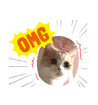 猫のゆきちゃん108（個別スタンプ：13）