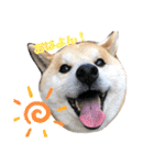 柴犬 そらちゃん（個別スタンプ：2）