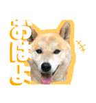 柴犬 そらちゃん（個別スタンプ：3）