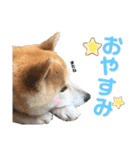 柴犬 そらちゃん（個別スタンプ：4）