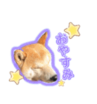 柴犬 そらちゃん（個別スタンプ：5）
