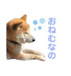 柴犬 そらちゃん（個別スタンプ：6）