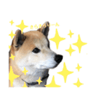 柴犬 そらちゃん（個別スタンプ：7）