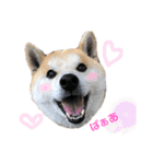 柴犬 そらちゃん（個別スタンプ：8）