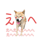 柴犬 そらちゃん（個別スタンプ：9）