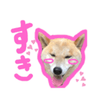 柴犬 そらちゃん（個別スタンプ：10）