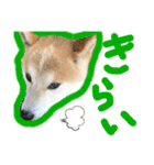 柴犬 そらちゃん（個別スタンプ：11）