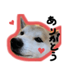 柴犬 そらちゃん（個別スタンプ：12）