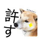柴犬 そらちゃん（個別スタンプ：14）
