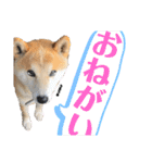 柴犬 そらちゃん（個別スタンプ：15）