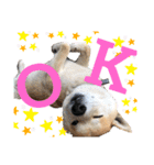 柴犬 そらちゃん（個別スタンプ：16）