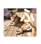 柴犬 そらちゃん（個別スタンプ：17）