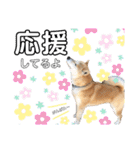 柴犬 そらちゃん（個別スタンプ：18）