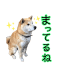 柴犬 そらちゃん（個別スタンプ：19）