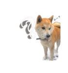柴犬 そらちゃん（個別スタンプ：20）