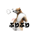 柴犬 そらちゃん（個別スタンプ：21）