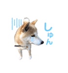 柴犬 そらちゃん（個別スタンプ：22）